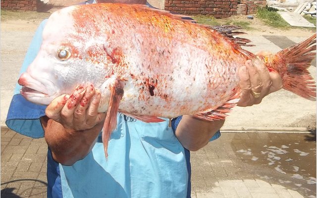 Eddie Bester is baie ingenome met sy rooistompneus van 4,1 kg. wat hy verlede week agter die Eiland gevang het.
